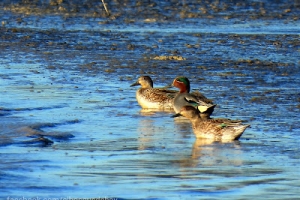 Cerceta común, Anas crecca. Common teal.